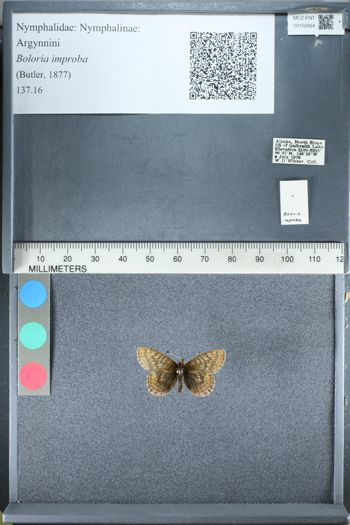 Media type: image;   Entomology 152664
